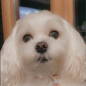 Meet your Posher, Gristina